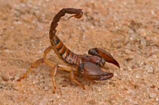 Vieux de 437 millions d'années, le Parioscorpio venator, serait le plus vieux animal terrestre. (photo d'illustration d'un scorpion contemporain)