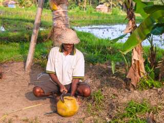 Un cultivateur de noix de coco travaille dans sa ferme à Ubud, en Indonésie.