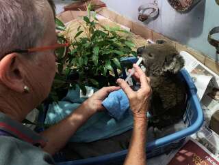 Un koala brûlé, soigné dans un hôpital de Port Macquarie en Australie le 7 novembre 2019.