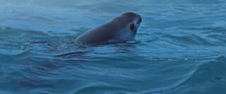 Le marsouin du golfe de Californie, ou vaquita marina en espagnol, est le plus petit cétacé du monde. Il n'en reste plus qu'une dizaine de spécimens en vie à l'heure actuelle, la faute à un trafic international.