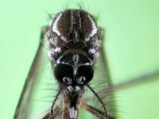 Photo du crâne d'un moustique Aedes aegypti, qui ne mesure pas plus de 0,5 millimètre de diamètre.