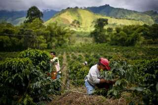 Des travailleurs agricoles récoltent du café Arabica à Gigante, en Colombie. Beaucoup de petits producteurs sont contraints d’abandonner leur activité du fait de la chute des prix à l’international.