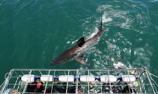 Les eaux de Gansbaai font parti des meilleurs endroits au monde pour admirer de près des grands requins blancs.