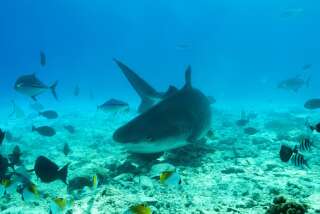 Les scientifiques viennent de déclarer les requins “en extinction fonctionnelle” dans un récif corallien sur cinq.