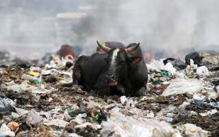 Une vache est couchée sur un tas de déchets plastiques dans la décharge de Dandora, aux abords deNairobi, au Kenya.