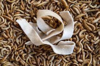 Les insectes peuvent être transformés en farine et servir de base à de nombreux aliments.