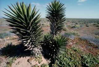 Les yuccas, cactus et arbustes de Mojave sont souvent rasés pour faire place à des installations solaires.