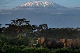 Des éléphants passant avec une vue sur le mont Kilimandjaro enneigé en arrière-plan au sanctuaire de Kimana à Kimana, au Kenya, le 2 mars 2021.