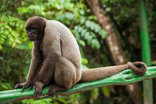 Estrellita était une femelle singe laineux, un des plus grands primates d'Amérique du Sud