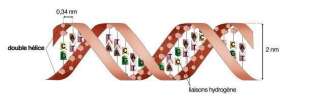 L'édition primordiale peut modifier les lettres qui encodent de notre ADN