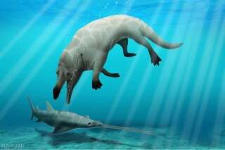 Une image de synthèse montre à quoi a pu ressembler cette nouvelle espèce de baleine à 4 pattes