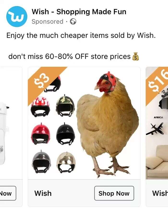 Le casque pour poules