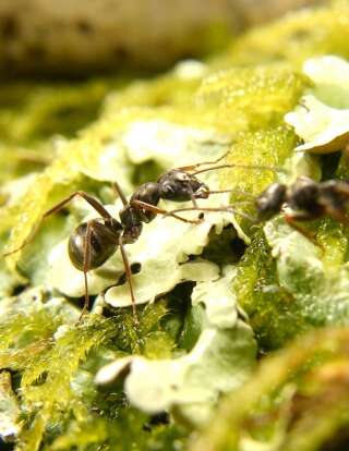 Les fourmis Formica fusca sont capables de renifler et détecter les cellules cancéreuses
