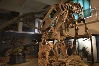 Photo d'une réplique de fossile de Megaraptor namunhuaiquii, un des membre de la famille des mégaraptor.