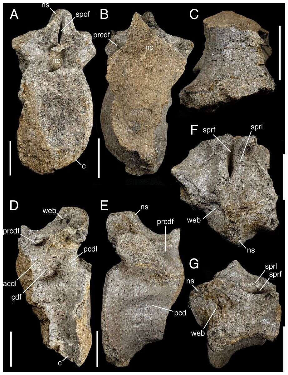 Photos de la vertèbre caudale antérieure partielle, l'un des os retrouvés de ce nouveau spinosaure.