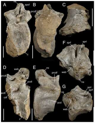 Photos de la vertèbre caudale antérieure partielle, l'un des os retrouvés de ce nouveau spinosaure.