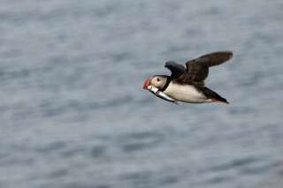 En Islande, un macareux adulte en plein vol, un poisson dans le bec. Même si ces oiseaux de mer semblent très nombreux, leur population a considérablement décliné dans le pays.