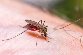 Comment traiter les piqûres de moustiques comme le font les dermatologues