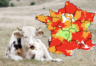 Seul le Limousin conserve des prairies verdoyantes grâce à des précipitations proches de la normale cette année.