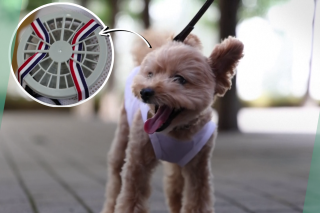 Face à la chaleur, ces Japonais équipent leurs chiens d’un mini ventilateur portatif