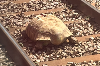 Une tortue blessée sur les rails perturbe le trafic ferroviaire en Angleterre