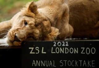 Arya, an Asiatic lioness, is seen during the annual stocktake at ZSL London Zoo in London, Britain, January 4, 2022. REUTERS/John Sibley
