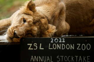 Cette idée du zoo de Londres pour alerter sur les animaux en voie d’extinction est devenue virale