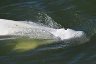 A beluga whale is seen swimming up France's Seine river, near a lock in Courcelles-sur-Seine, western France on August 5, 2022. - The beluga whale appears to be underweight and officials are worried about its health, regional authorities said. The protected species, usually found in cold Arctic waters, had made its way up the waterway and reached a lock some 70 kilometres (44 miles) from Paris. The whale was first spotted on August 2, 2022 in the river that flows through the French capital to the English Channel, and follows the rare appearance of a killer whale in the Seine just over two months ago. (Photo by Jean-François MONIER / AFP)