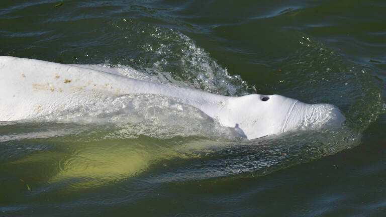 A beluga whale is seen swimming up France's Seine river, near a lock in Courcelles-sur-Seine, western France on August 5, 2022. - The beluga whale appears to be underweight and officials are worried about its health, regional authorities said. The protected species, usually found in cold Arctic waters, had made its way up the waterway and reached a lock some 70 kilometres (44 miles) from Paris. The whale was first spotted on August 2, 2022 in the river that flows through the French capital to the English Channel, and follows the rare appearance of a killer whale in the Seine just over two months ago. (Photo by Jean-François MONIER / AFP)