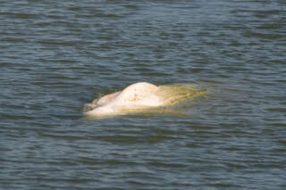 A beluga whale swims between two locks on the Seine river, in Notre-Dame-de-la-Garenne, northwestern France, on August 6, 2022. - The beluga whale appears to be underweight and officials are worried about its health, regional authorities said. The protected species, usually found in cold Arctic waters, had made its way up the waterway and reached a lock some 70 kilometres (44 miles) from Paris. The whale was first spotted on August 2, 2022 in the river that flows through the French capital to the English Channel, and follows the rare appearance of a killer whale in the Seine just over two months ago. (Photo by JEAN-FRANCOIS MONIER / AFP)