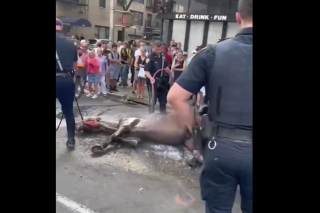 Ryder, cheval de calèche de 14 ans, s’est effondré sur le sol à New-York.