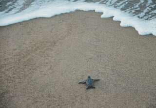 Le sable réchauffe les oeufs de tortues de mer