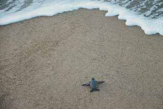 Le réchauffement climatique a un effet aussi étonnant que dramatique pour les tortues de Floride