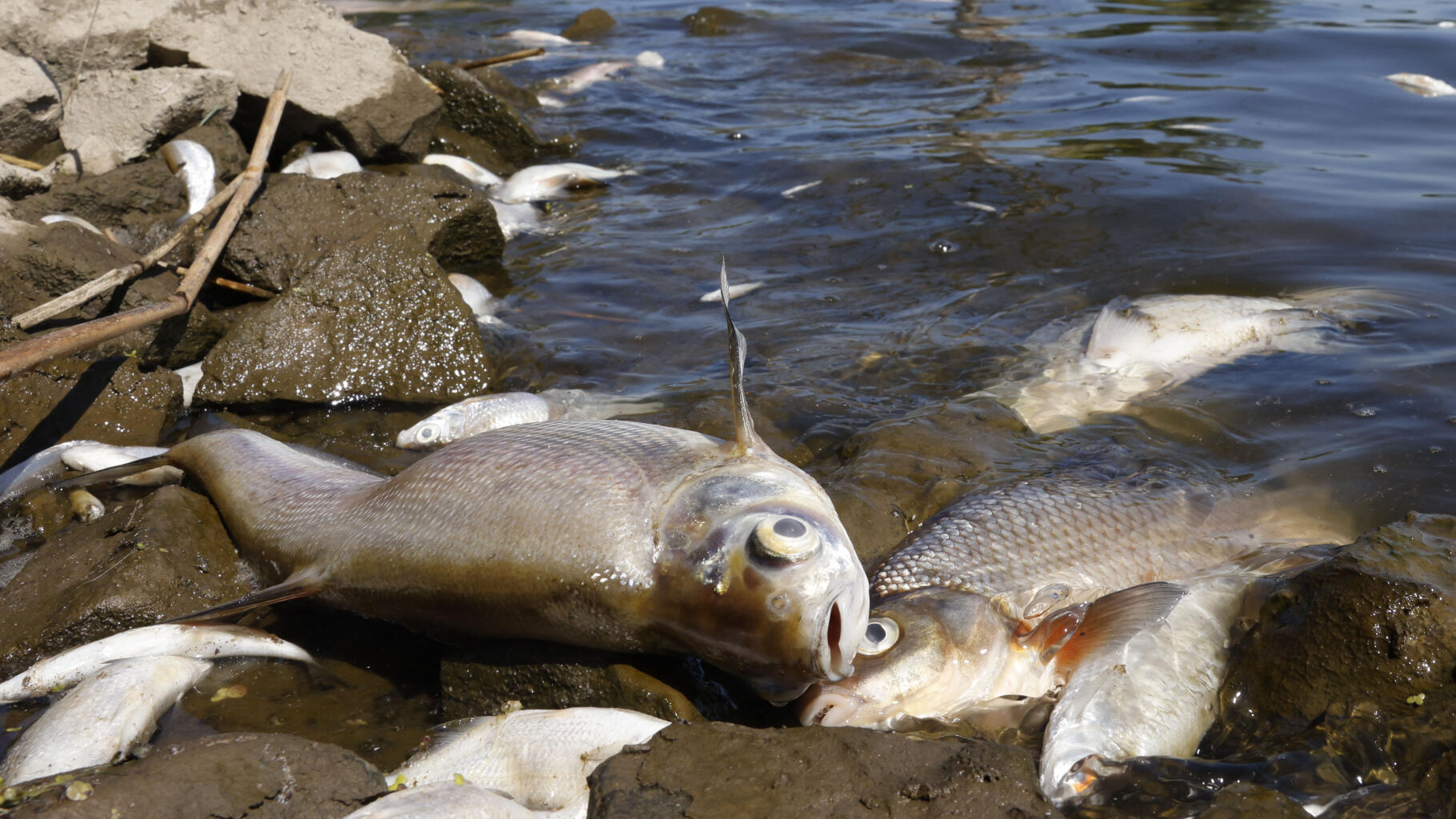 W Niemczech i Polsce „katastrofa ekologiczna” w rzece pełnej martwych ryb