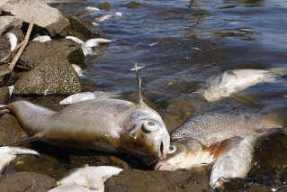 En Allemagne et en Pologne, « désastre écologique » dans un fleuve rempli de poissons morts