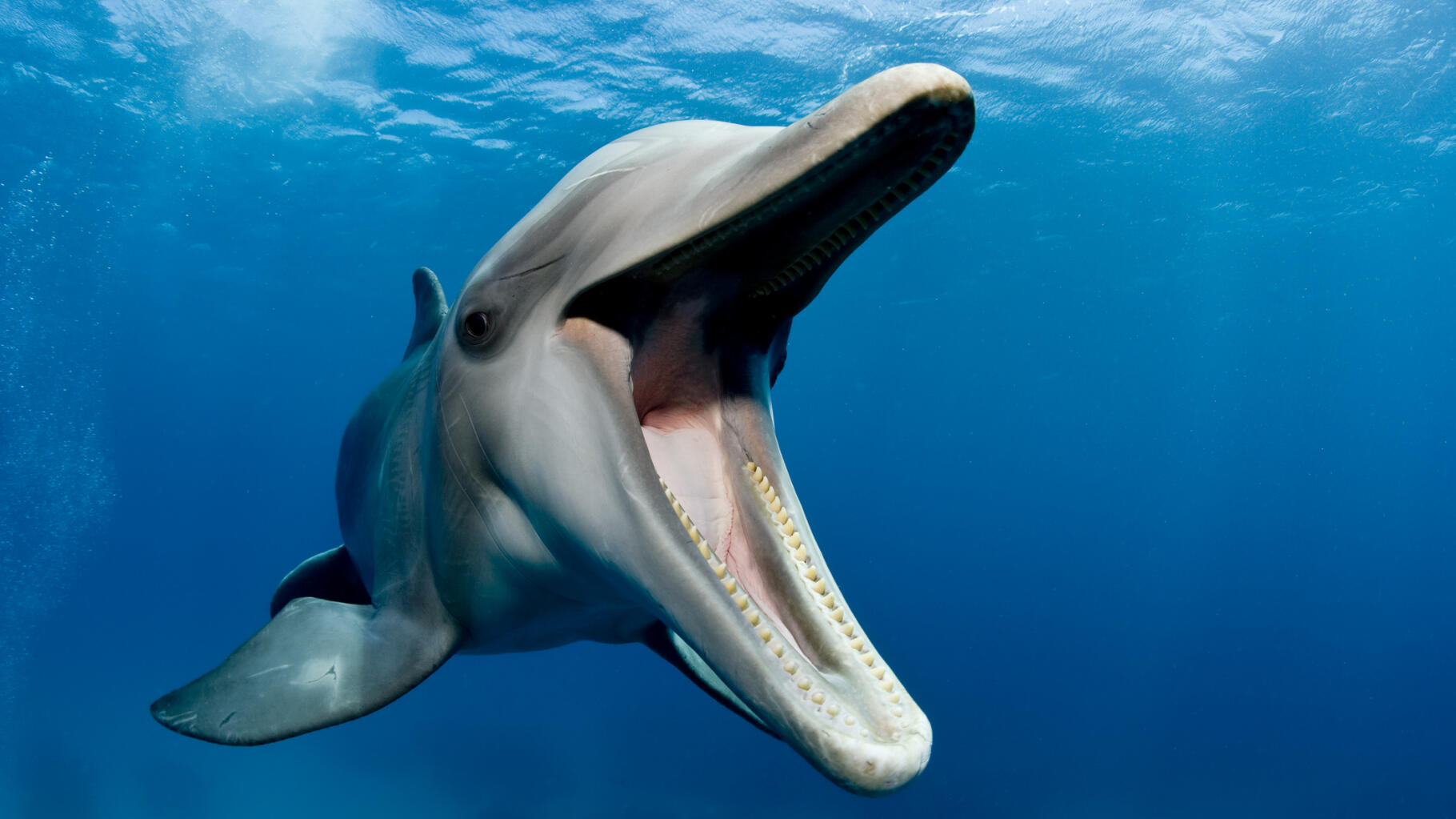 Au Japon, un dauphin accusé de l'attaque de six nageurs sur une plage