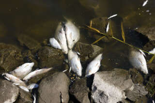 Près de Strasbourg, la sécheresse fait suffoquer des poissons dans un cours d’eau