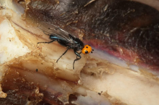 La mouche gypaète, considérée comme disparue, redécouverte dans les Pyrénées