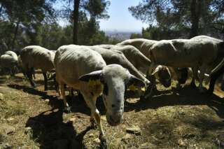 Des moutons et des chèvres débroussaillent le parc de Collserola - 12 mai 2022