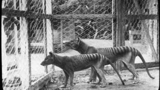Des scientifiques veulent ressusciter le tigre de Tasmanie