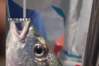 Face au Covid-19, pourquoi la Chine dépiste des poissons et fruits de mer