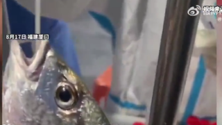 Capture d’écran dépistage poisson