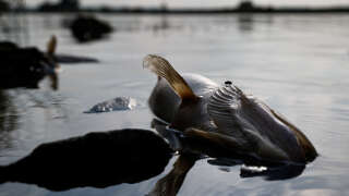 La mort des poissons dans le fleuve Oder (ici photographiée le 17 août en Pologne) serait due à « l’algue dorée ».