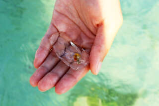 Sea comb jelly in a hand on the ocean