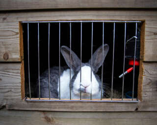 Cute home rabbit in outside Cage, Rabbit with white snout, cute little pet for family nature