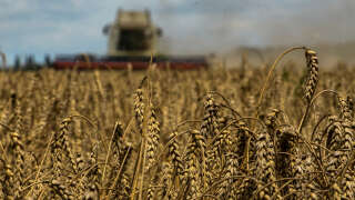FILE PHOTO: A combine harvests wheat in a field near the village of Zghurivka, amid Russia's attack on Ukraine, in Kyiv region, Ukraine August 9, 2022.  REUTERS/Viacheslav Musiienko/File Photo