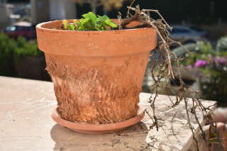 Close-up of a dried plant with a green sprout in a damaged pot on a ledge of a garden. Horizontal photo