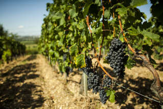 À cause des incendies en Gironde, les vins de Bordeaux auront-ils un « goût de fumée » ?