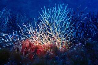 En Méditerranée, ces coraux ne résistent pas au réchauffement climatique