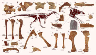 Anatomie du squelette de la Mbiresaurus raathi